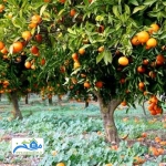 معاوضه باغ در قائم شهر با ویلا در مازندران 