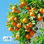 Orange.Tree_.JPG