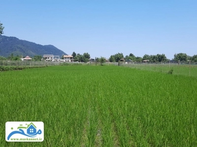 زمین 1 هکتاری در ماسال 